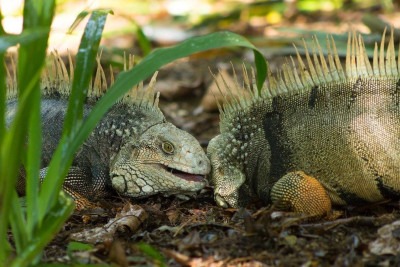 As iguanas são répteis encontrados principalmente na América Central, América do Sul e em ilhas do Caribe. Elas chamam a atenção por sua aparência exótica, com cores vibrantes e uma crista dorsal característica, além de sua habilidade de viver em ambientes arborizados ou costeiros. -  (crédito: Imagem de William Pomares por Pixabay)