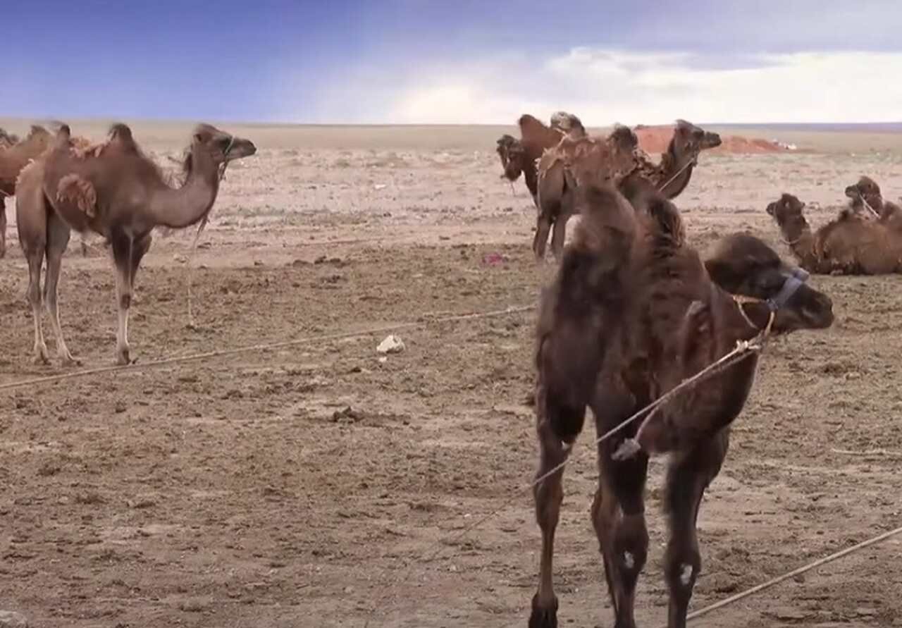 Embora muitas pessoas pensem que as corcovas dos camelos armazenam água, na verdade, elas são depósitos de gordura. Essa gordura serve como fonte de energia durante períodos de escassez de comida.