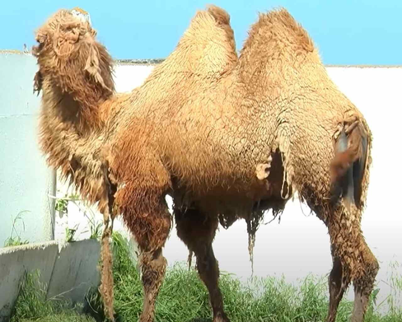Os camelos podem viver atÃ© 50 anos, o que Ã© incrÃ­vel para um animal de grande porte. Eles atingem a capacidade reprodutiva por volta dos cinco anos de idade.