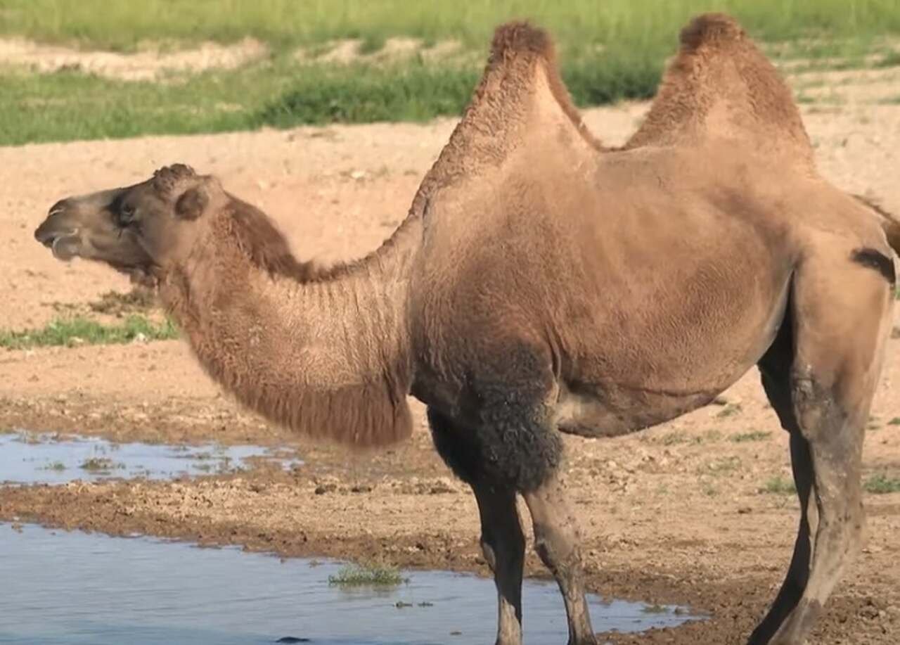 Os camelos desempenham papéis vitais nas culturas e economias de várias regiões.
Você já parou para pensar porque os camelos têm duas corcovas? Ou o motivo de seus cílios serem tão longos? -Youtube/Animais & mais