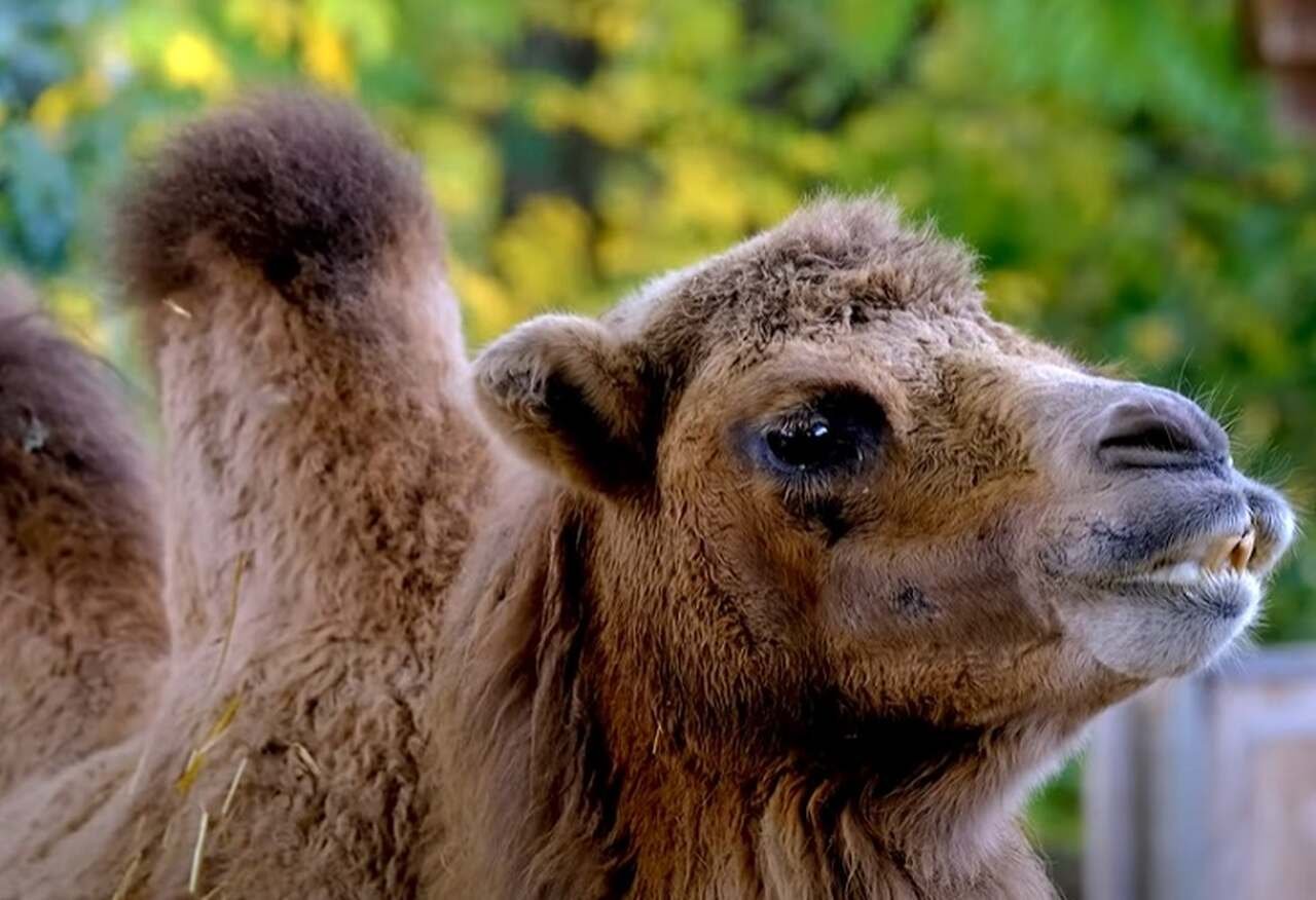 Adaptados ao ambiente de deserto, onde costumam ocorrer tempestades de areia, os camelos possuem longos cÃ­lios que protegem seus olhos da exatamente da areia e da poeira.