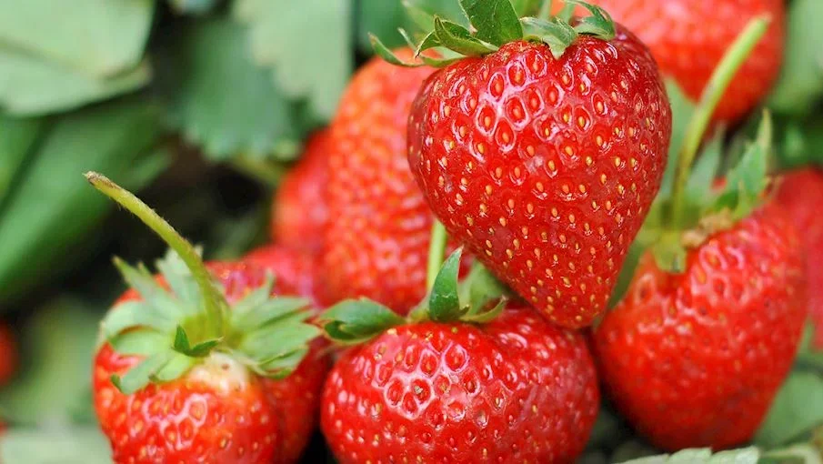 5. Truskawka kaszubska: Conhecidos como Kaszëbskô malëna,são morangos das variedades Elsanta , Honeoye e Senga Sengana , cultivados nos distritos de Kartuski, Ko?cierski e Bytowski, na Polônia.