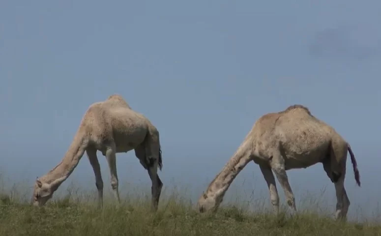 Embora muitas pessoas usem os termos 