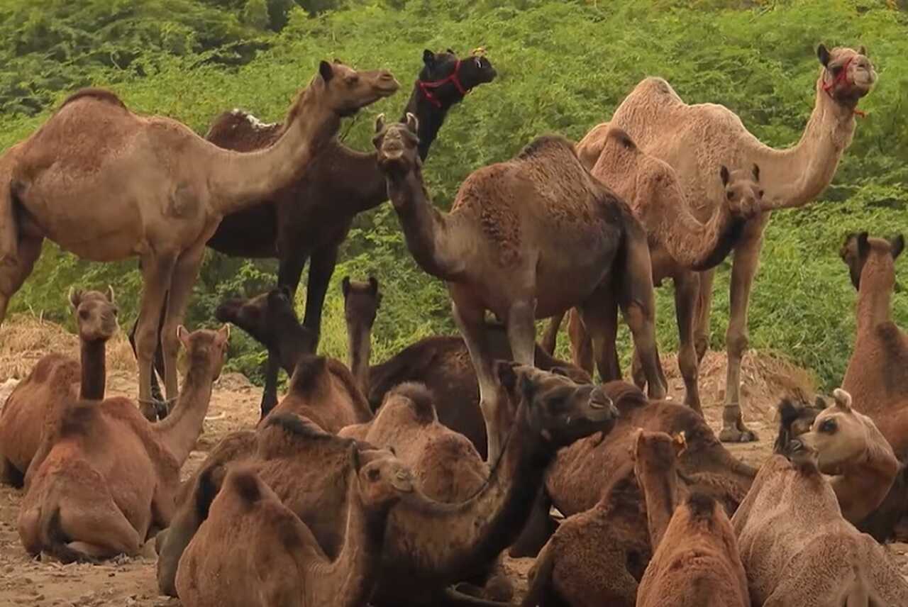 Além disso, os dromedários são geralmente encontrados em regiões como o Oriente Médio e a África, enquanto os camelos, com duas corcovas, habitam outras partes da Ásia. Os dromedários tendem a ser mais dóceis e fáceis de montar.