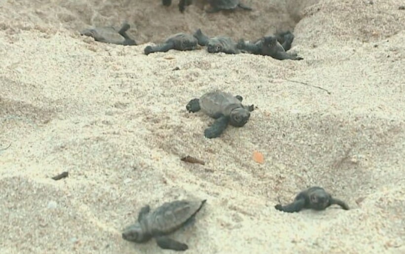 O acasalamento ocorre no mar e os machos nunca saem da água. As fêmeas é que vêm à areia da praia para colocar os ninhos. -Reprodução Tv Globo