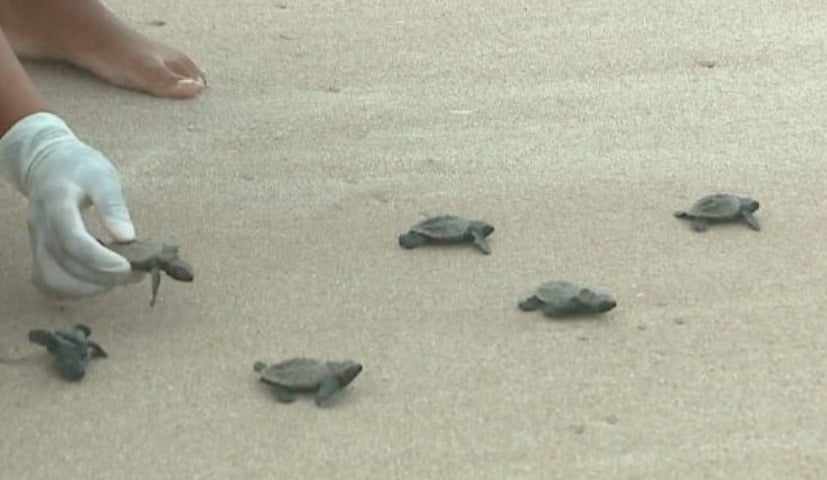  Pesquisadores do Instituto Tartaruga do Delta costumam visitar o local para monitorar os ninhos,  acompanhar a eclosão dos ovos e tentar evitar acidentes na caminhada das tartarugas até a água. -Reprodução Tv Globo