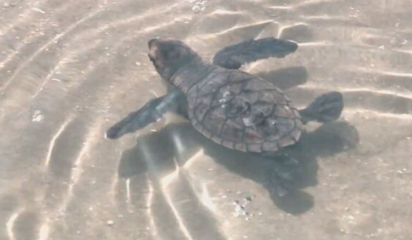 As extremidades da tartaruga-de-couro são em forma de nadadeira e a espécie pode atingir uma velocidade de até 35 km/h no oceano.-Reprodução Tv Globo