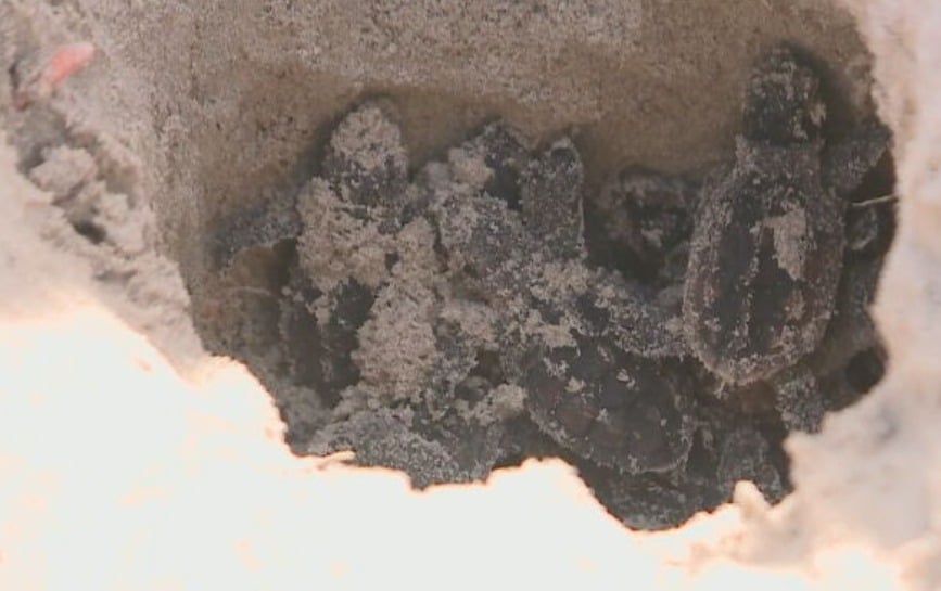São espécies que migram de longe para desovar em municípios costeiros do Piauí. Elas chegam de locais frios e distantes em busca de praias tropicais.  E formam ninhos na areia. -Reprodução Tv Globo