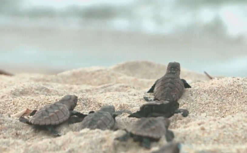 Quando as tartarugas nascem, elas vão percorrendo a areia em direção ao mar. Um movimento que atrai o olhar pela singeleza e que encanta os visitantes. -Reprodução Tv Globo