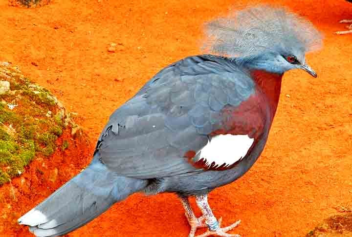 Pomba-Goura- Conhecida como a maior pomba do mundo, chega a 75 cm e é nativa da Nova Guiné. A espécie é monogâmica, forma pares vitalícios e ambos os pais cuidam dos filhotes. Destaca-se pela plumagem azul-cinzenta, crista em leque na cabeça e olhos vermelhos circundados por uma faixa azul-escura.