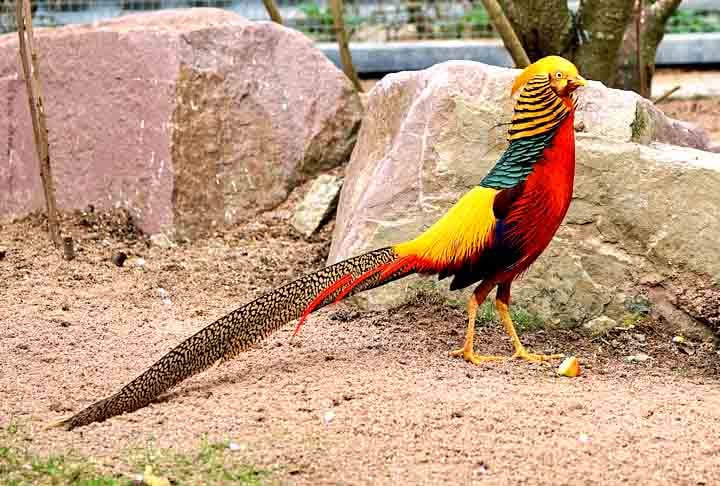 Faisão-Dourado- Originário do Leste da Ásia, é reconhecido como ave de caça mais popular no mundo. Famoso por sua plumagem e pela cauda longa. No acasalamento, o macho estende as penas da cauda em leque e emite sons para atrair fêmeas. Pode medir até 49 cm, e possui envergadura de até 75 cm.