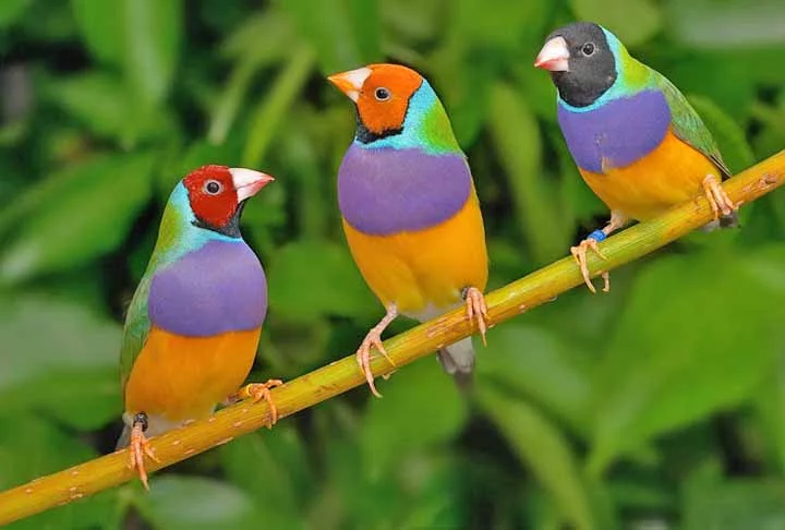 Diamante-de-Gould- Nativo da Austrália, o pequeno pássaro brilha com suas cores vivas, incluindo verde, amarelo e vermelho. Pode medir até 14 cm. Essa espécie está ameaçada de extinção, devido à devastação de áreas que são o seu habitat e ao tráfico ilegal de aves.