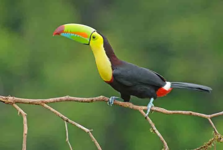 Tucano-de-Bico-Arco-Íris- Possui um bico colorido, que pode medir até 20 centímetros. Essa espécie é encontrada na Venezuela, Colômbia e no sul do México, sendo o símbolo de Belize. Tem uma dieta baseada em frutas, insetos, ovos e pequenos vertebrados.