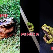 Sabe a diferença entre sapo, perereca e rã?  Confira o que marca cada anfíbio -  Imagens Pixabay
