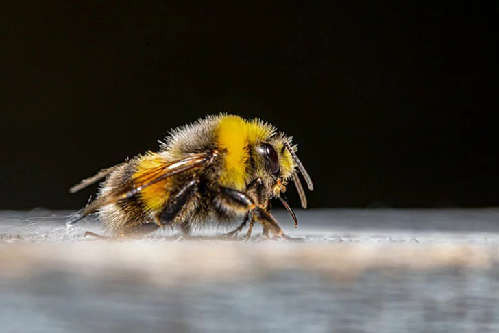 Por exemplo: o veneno de abelha (apitoxina) causa inchaço e irritação na pele e é usado homeopaticamente para tratar sintomas parecidos, como alergia.