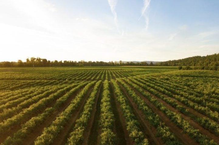 Graças à tecnologia, os cientistas conseguem rastrear desde a região de origem dos vinhos até a vinícola onde foram feitos. 