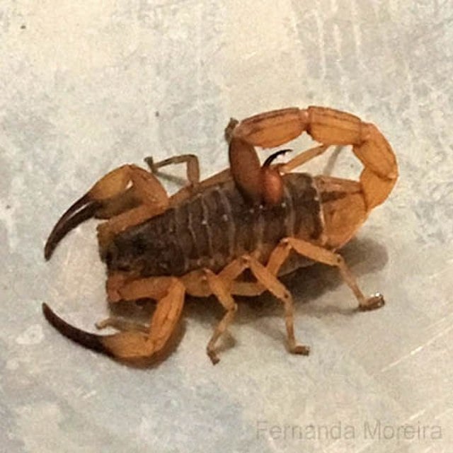 Escorpião-amarelo - Seu veneno é ainda mais forte que o do escorpião-marrom. Ele mede cerca de 7 cm.  Ambas as espécies podem causar danos ao sistema nervoso, dor, bolhas na pele, tosse, vômito e falta de ar.  