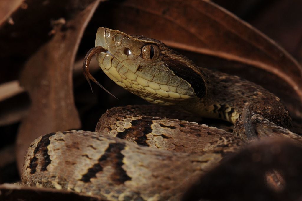  Jararaca-Ilhoa - O veneno dessa cobra é extremamente tóxico, mas afeta com mais gravidade as aves do que os mamífero. Mas ela só existe na Ilha da Queimada Grande, cuja visitação é proibida devido à infestação por serpentes, no litoral paulista. 