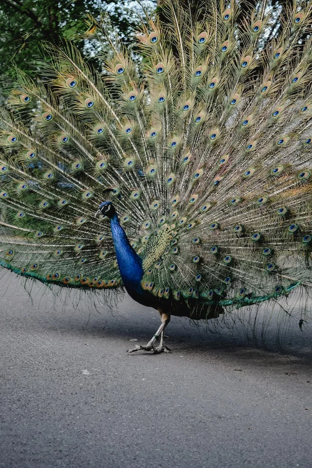 No ecossistema do planeta, as aves estão entre os animais que se destacam pelo belo espetáculo visual. São obras-primas vivas que se espalham pela Natureza.