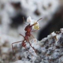 Na espécie humana, a capacidade de alterar comportamentos com o objetivo de aumentar a proteção ficou bastante visível durante a pandemia de Covid-1 -  (crédito: Unesp)