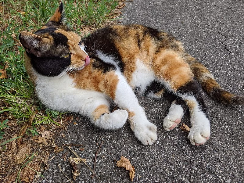 Estudo desvenda enigma sobre mutação genética que dá cor laranja a espécie de gato - Waithamai/Wikimedia Commons