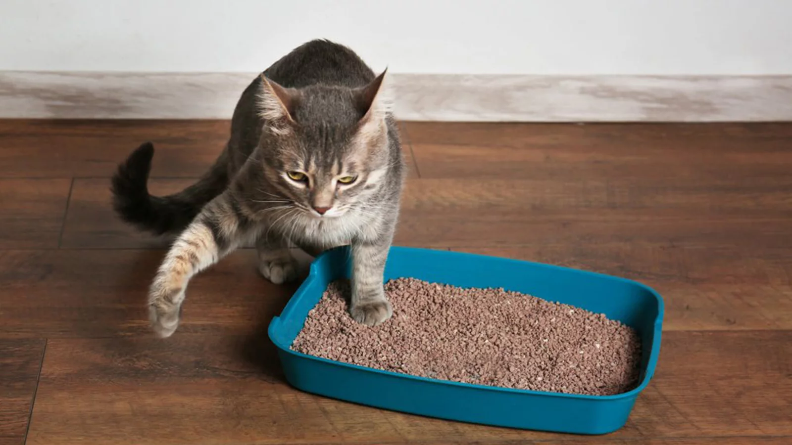 Mantenha uma caixa de areia para o gato fazer as necessidades. Faça a limpeza diária dessa caixa e uma lavagem a cada dois dias. 