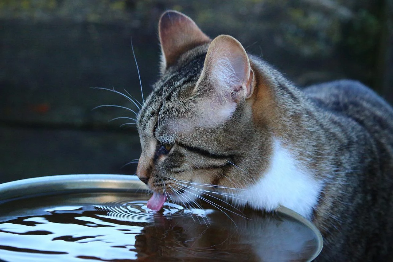 Gatos precisam ficar hidratados, mas dificilmente um pote de água os atrai. Para incentivar, deixe água em movimento. A água pingando ou escorrendo atrai o gatinho. 