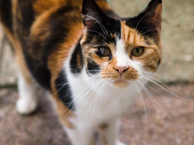 Um dos estudos analisou amostras genéticas de 188 gatos, ao passo que o outro detectou a mesma mutação em 258 individuos da espécie.  Essa mutação ocorre somente em gatos com pelagem laranja - calicos e tortoiseshells. No caso das fêmeas, ocorre uma inativação de um dos cromossos X, o que resulta nas cores em mosaico. Como os machos têm somente um cromossomo X, a sua pelagem é inteiramente laranja. 
