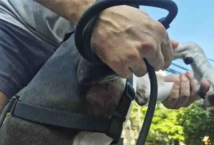 Um policial reformado se machucou no dia 5/01/25 ao tentar salvar seu cachorro, atacado por um pitbull que estava solto e sem focinheira  no bairro do Maracanã, no Rio de Janeiro (RJ).- Divulgação