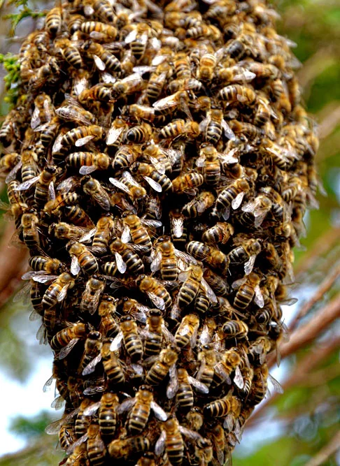 Ataques de abelhas são perigosos porque, dependendo da intensidade das picadas e do organismo da vítima, esses casos podem até ser fatais. 