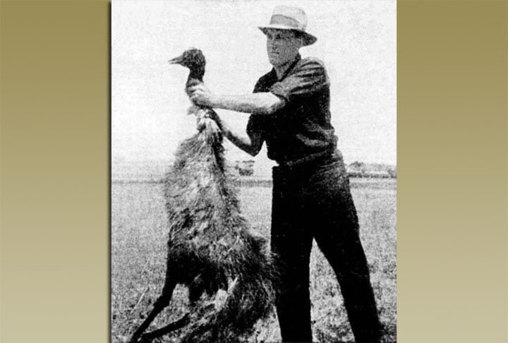 Os emus tinham sua estratégia natural, uma tática de sobrevivência, algo ignorado pelos militares australianos. O major G.P.W. Meredith, líder da operação militar, relatou que os rebanhos de emus contavam com um líder responsável por vigiar o ambiente enquanto os outros 