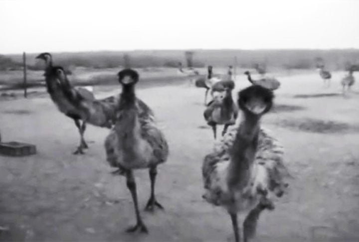O conflito suis generis transcorreu no Oeste da Austtrália, quando 20 mil emus migraram em busca de alimentos.