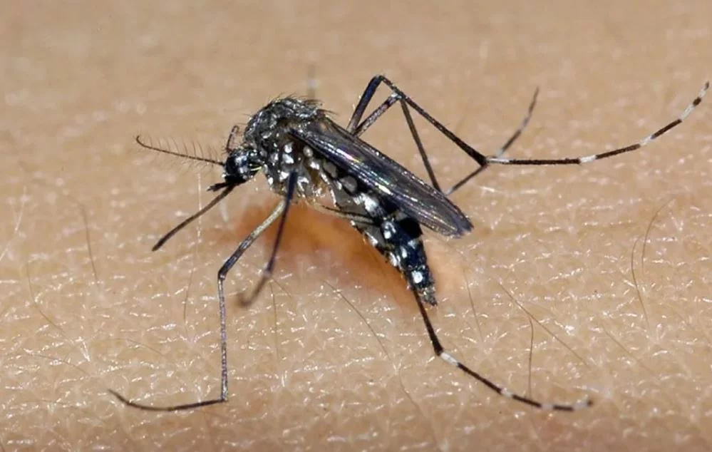 Em 2024, Brasil registrou o recorde de casos de dengue, transmitida pelo mosquito Aedes Aegypti, em toda a série histórica


 -  (crédito: Divulgação SES-MG)