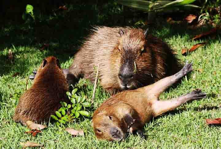 A capivara tem poucos predadores naturais, como onças, jacarés e grandes aves de rapina. Nos últimos anos, a caça humana, tanto por sua carne quanto por seu couro, tem contribuído para a redução de suas populações em algumas áreas.