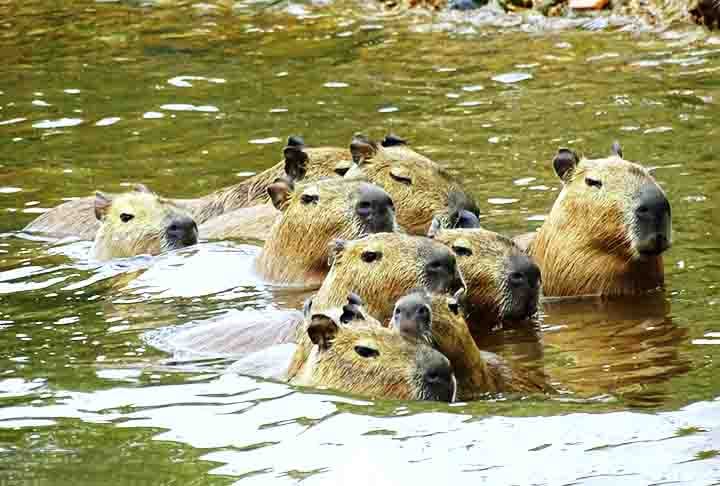 Esses animais vivem em grupos sociais e são extremamente adaptáveis a ambientes próximos a corpos d'água, como lagos, rios e pântanos.