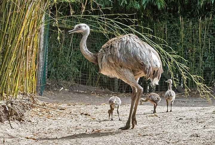 A certeza de que o adversário seria facilmente abatido transformou-se rapidamente em um vexame histórico. Muito velozes (até 48 km/h), os emus surpreenderam os atiradores ao seguirem correndo mesmo após serem alvejados. Resultado ao fim do primeiro dia: apenas uma dúzia de aves abatidas.
