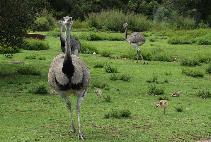 Após a série de derrotas para as peculiares aves de 1.80 metro de altura, Meredith e o governo capitularam.