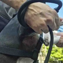 Policial reformado e seu cachorro são atacados por pitbull de rua. Até quando? -  Divulgação