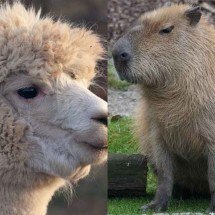 Esses animais conseguem se dar muito bem com os seres humanos - Montagem Flipar