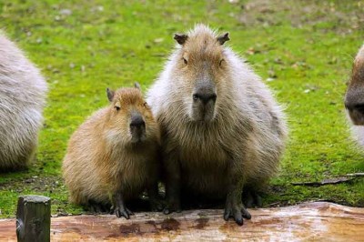 14 de setembro é o Dia Internacional da Capivara. A data surgiu como uma homenagem a esse curioso e amigável roedor, que é o maior do mundo.  Saiba majs sobre esse animal querido por muitos  -  (crédito: Imagem de ericeven1 por Pixabay)