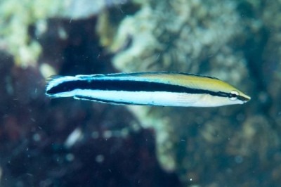 Um estudo feito no Japão revelou uma descoberta surpreendente sobre a inteligência do peixe bodião-limpador. Segundo os estudos, eles demonstram um nível de autoconsciência e tomada de decisão considerados impressionantes! -  (crédito: flickr - Rickard Zerpe)