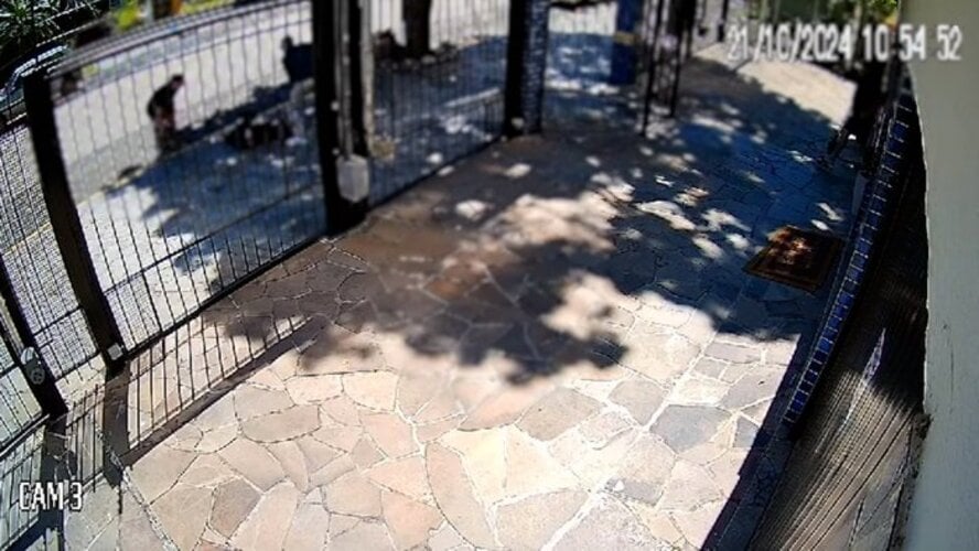 Um cão pitbull também feriu um menino de 7 anos em Xaxim, Santa Catarina, no dia 31/10. A criança brincava na calçada em frente à casa de um amigo quando foi atacada, sofrendo ferimentos no braço direito, no rosto e na barriga. 