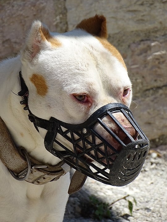 Os cães da raça pitbull, obrigatoriamente, só podem estar fora de casa usando focinheira. A força da mordida de um pitbull pode chegar a 106,59 kg. Portanto, é crime mantê-los sem a proteção. 