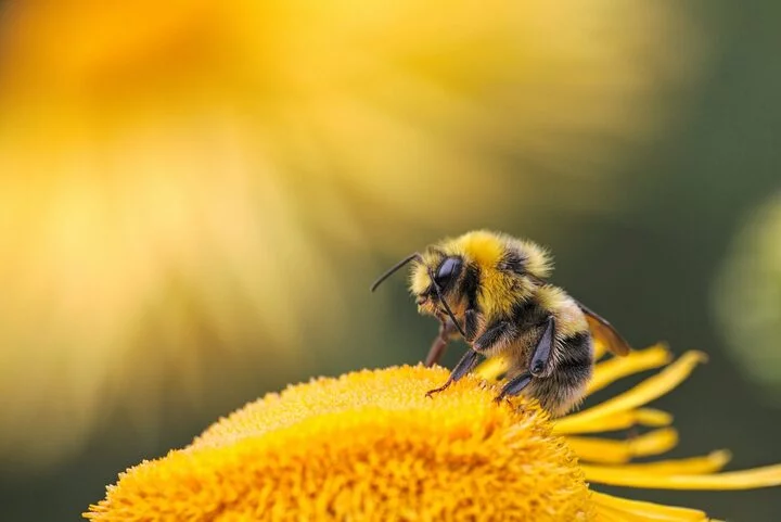 Porém, as abelhas são essenciais para a polinização de muitas plantas, incluindo diversas culturas alimentícias. Elas ajudam a manter a biodiversidade ao garantir a reprodução de várias espécies vegetais. 