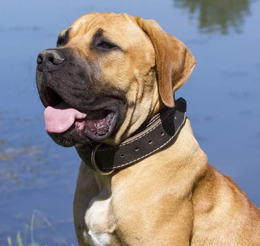 Cachorro - Não teria como não ter nesta lista esse animal. Os cachorros são o animal de estimação mais comum em diversos países, sendo o Brasil um deles.