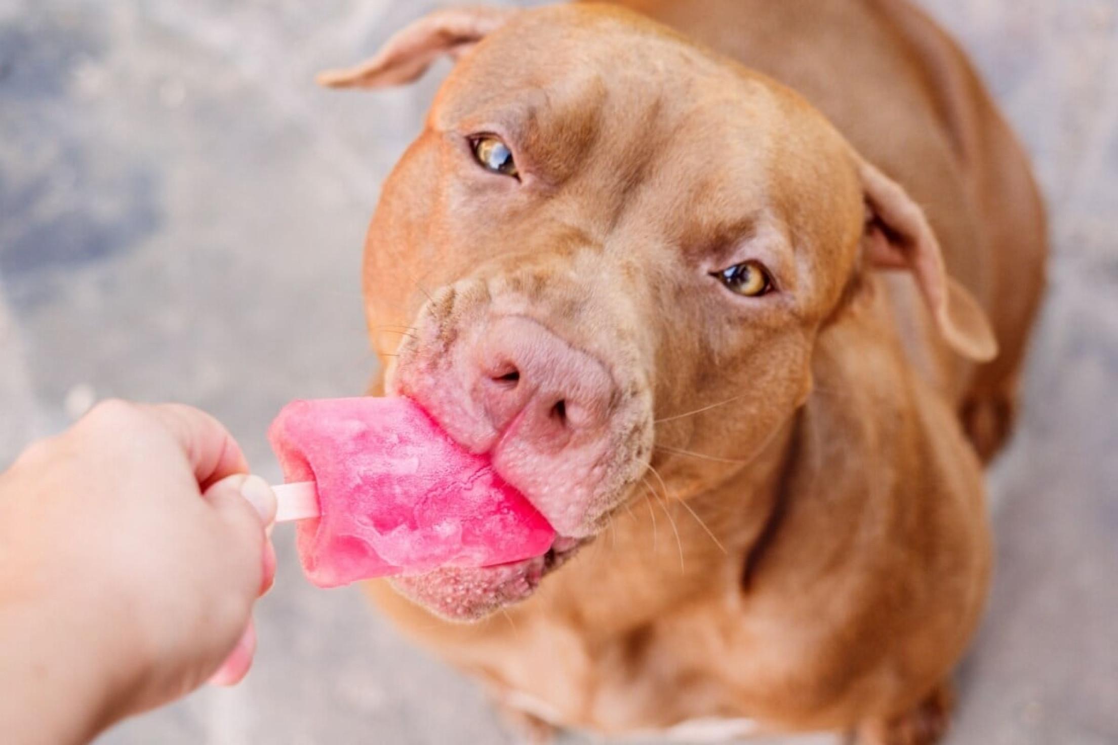 Veja alimentos refrescantes para oferecer aos animais no verão