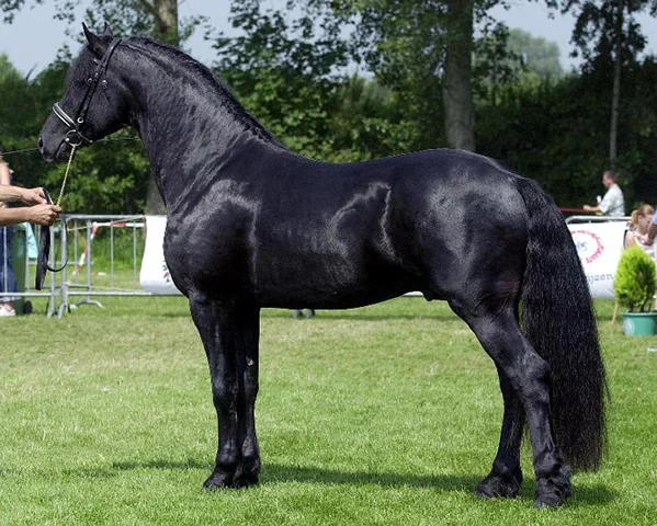 Frísio - Originário da Holanda.  É um cavalo gracioso e ágil. Tem uma crina frisada, bem elegante.