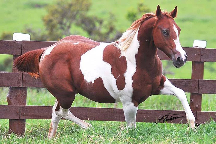 Paint Horse - Originário dos EUA. Muito usado em fazendas, pois tem uma compleição óssea e muscular forte e balanceada. 