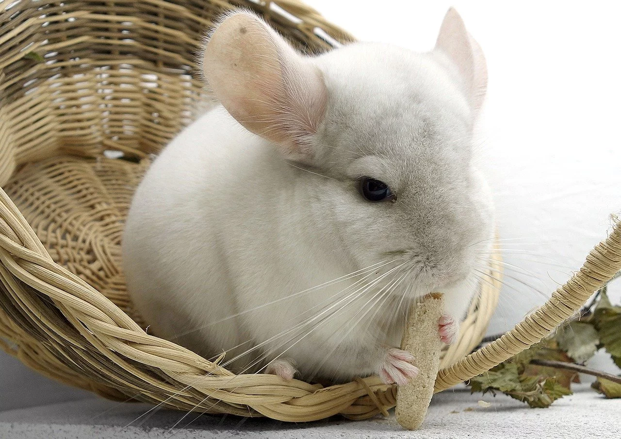 Para quem gosta de um animal mais tranquilo, é uma boa opção. As chinchilas raramente mordem e em alguns momentos consegyem desfrutar da companhia humana. Vale destacar que elas são mais difíceis com crianças pequenas.