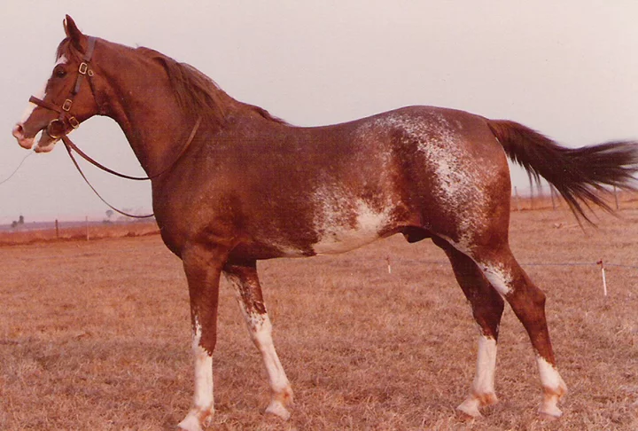 Tem porte médio, é ágil, vigoroso e tem pele lisa e pelos finos, sedosos. Seu temperamento é dócil, bom para cavalgadas. 